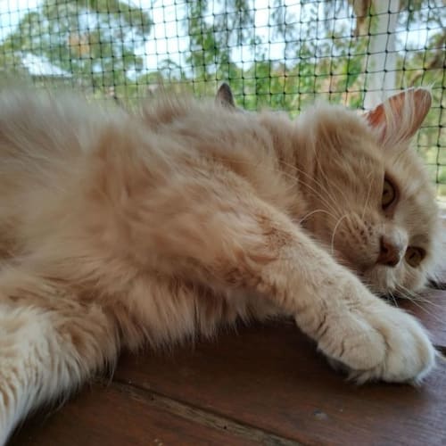 Gruffudd (Griffith) 💖