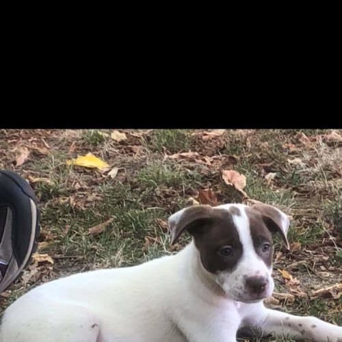 Hazel 