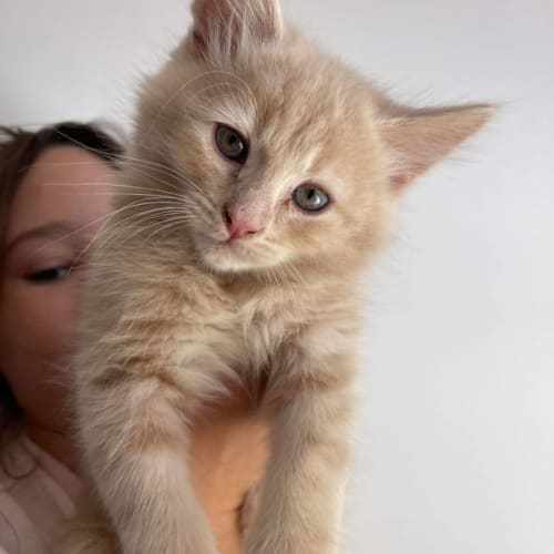 Oscar