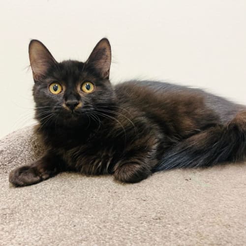 Giana - Located in Preston