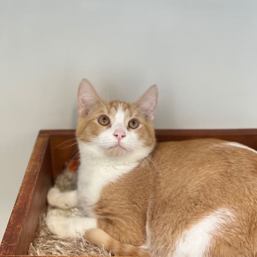 Bryson - Reduced Adoption Fee