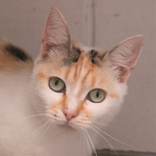 Bella
