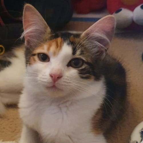 Amy 
