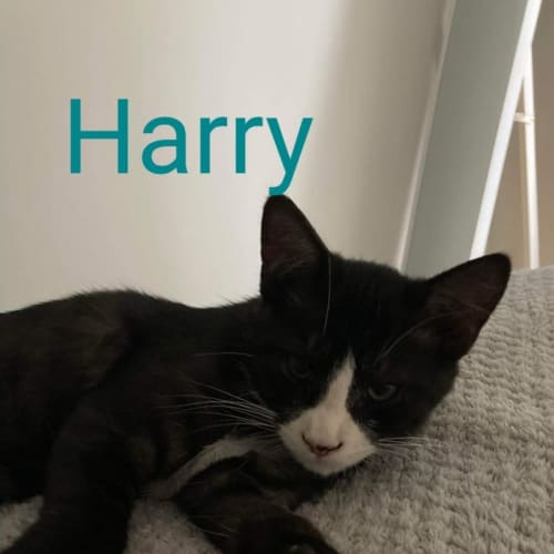 Harry