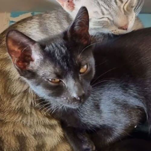 Tom