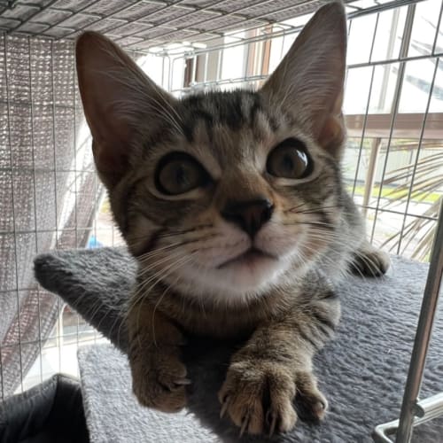 Lola **2nd Chance Cat Rescue**