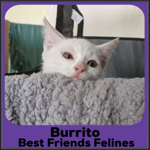 Burrito 