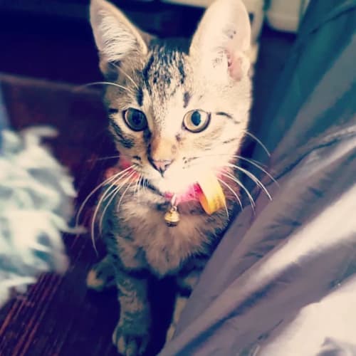 Brownie