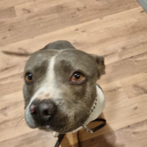 Archie