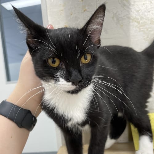 Louie(aka Miss Louisa)