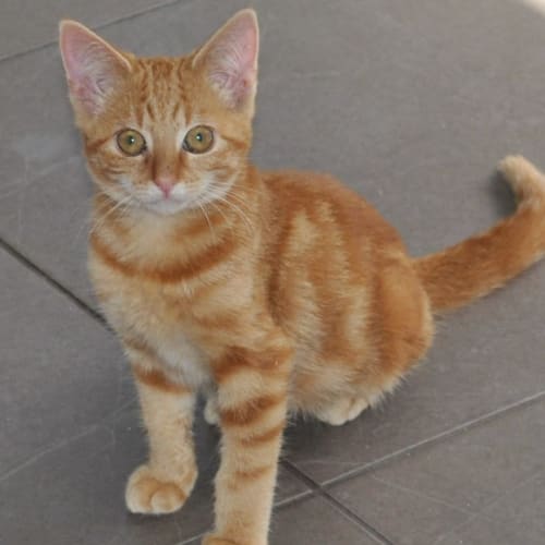 Kyla - Female Ginger