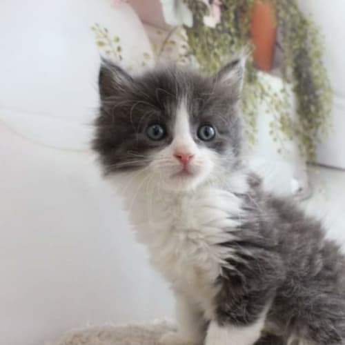 Floof **2nd Chance Cat Rescue**