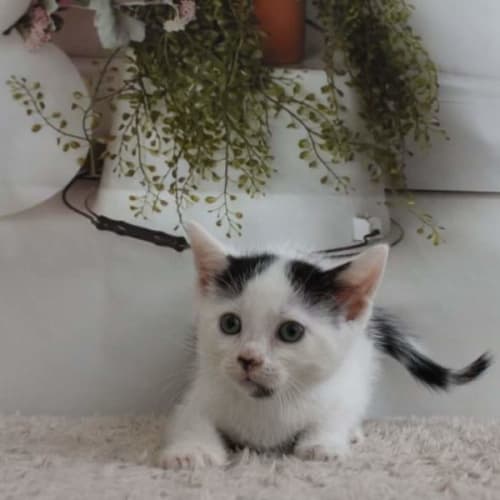 Mus **2nd Chance Cat Rescue**