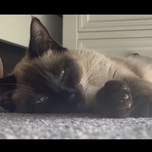 Mischa