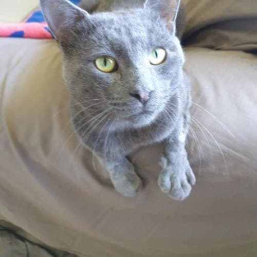 Darwin