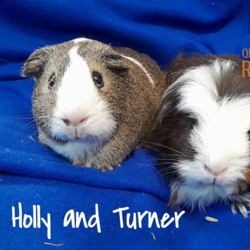 Holly and Turner