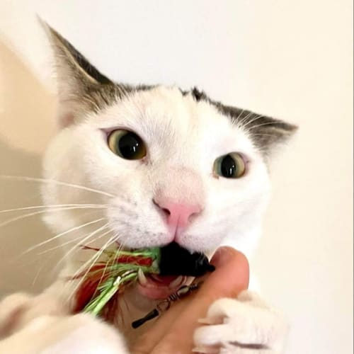 Anthony (Bonded with Virgil)