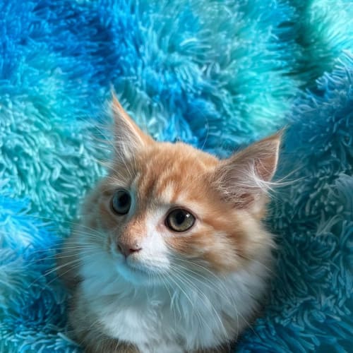 George - Located in Cranbourne