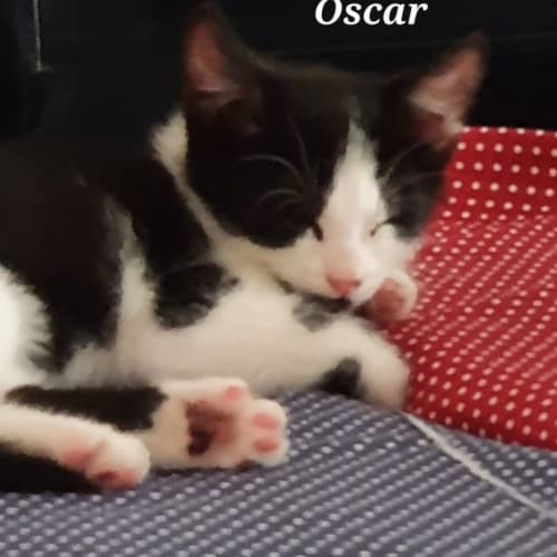 Oscar