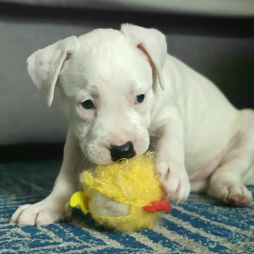 Casper