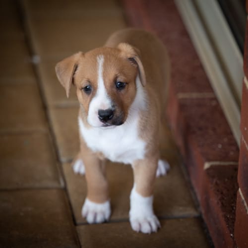 Scout