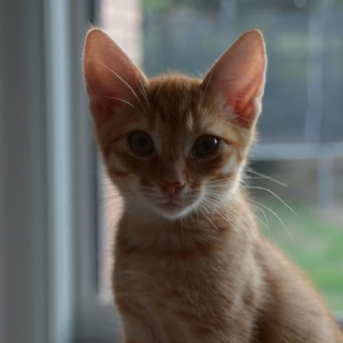 Barnaby the Purrminator