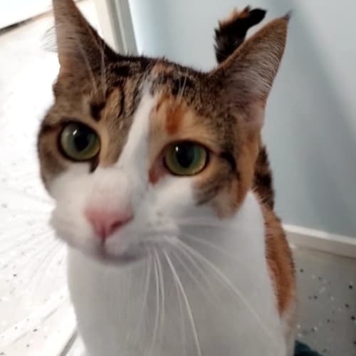 Jasmine