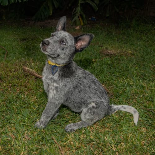 Lily - 13 Week Old Cattle Dog (On Hold)