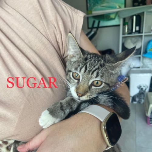 Sugar