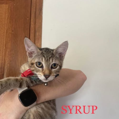 Syrup