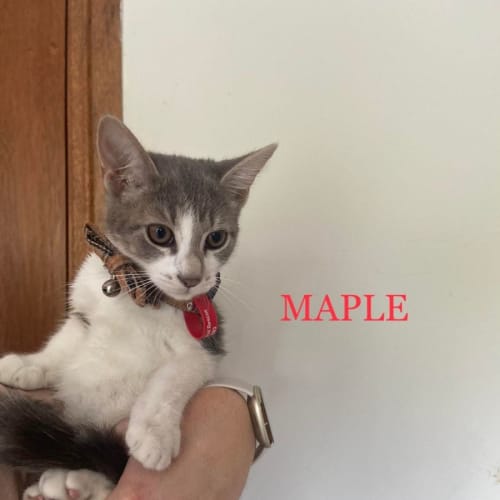 Maple
