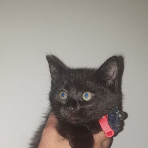 Juniper