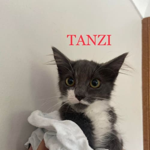 Tanzi