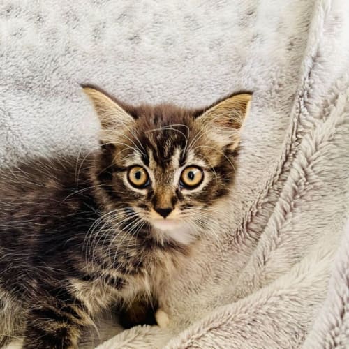 Viktor - Located in Cranbourne