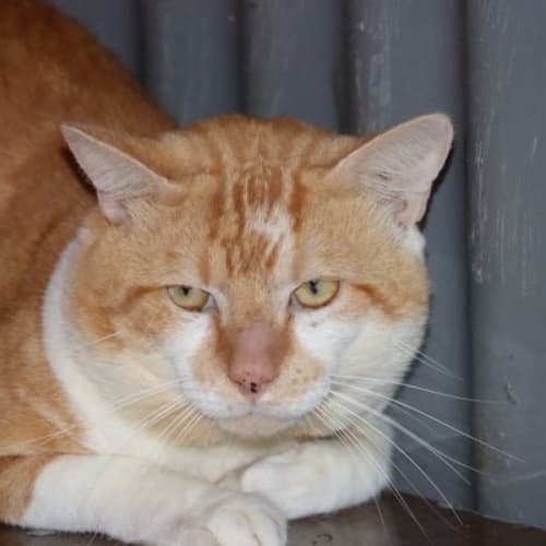 Barn Cats, Working Cats and Farm Cats