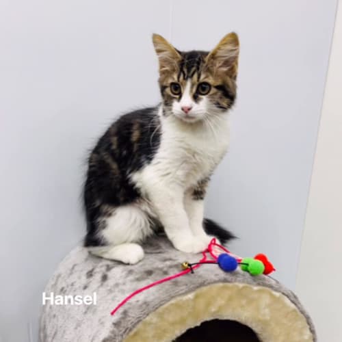 Hansel