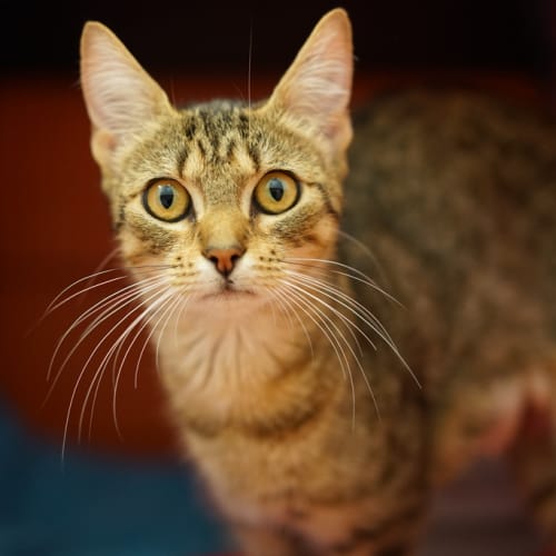 Maggie