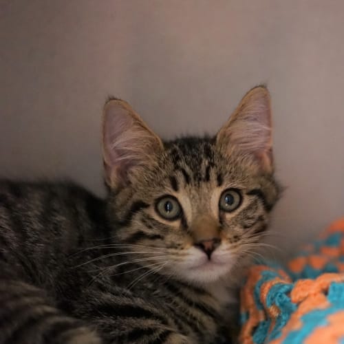 Bogart