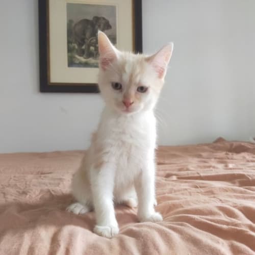 Ed