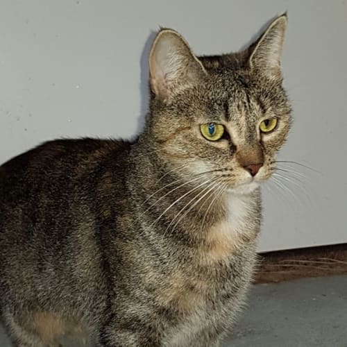 Donna **2nd Chance Cat Rescue**