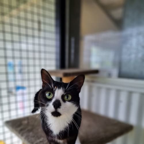 Nyah