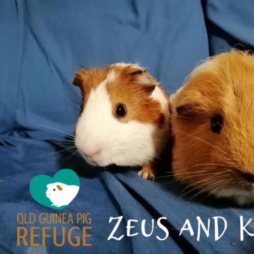Zeus and Keanu