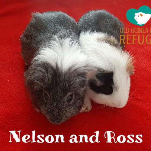 Nelson and Ross