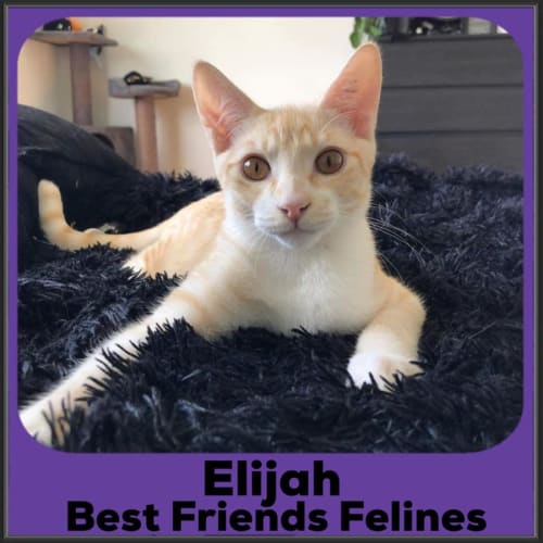 Elijah 
