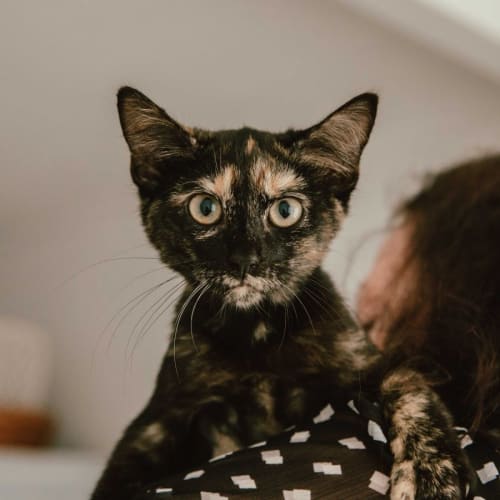 Cinders- Female Kitten (on trial 20/04/2022)