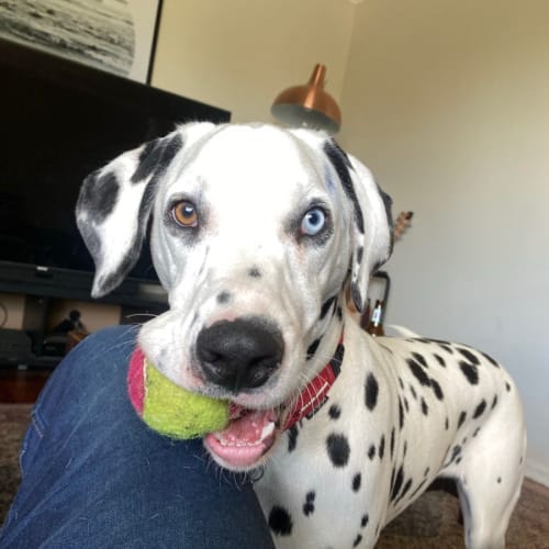 Fergus