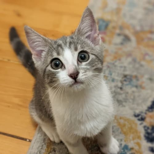 Molly - Located in Rosanna