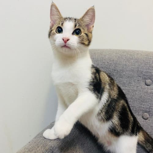 Fintan - Located in Preston