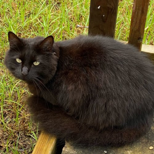 Onyx 