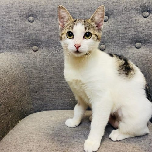 Elise - Meet me at PetStock Lillydale